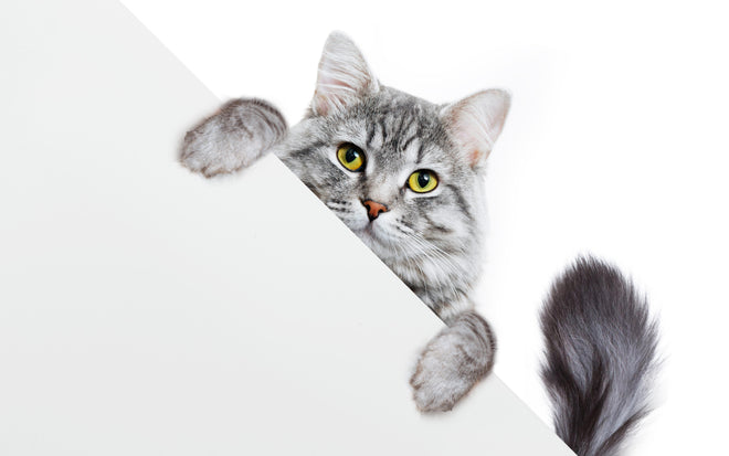 Spritzschutz - Getigertes Kätzchen