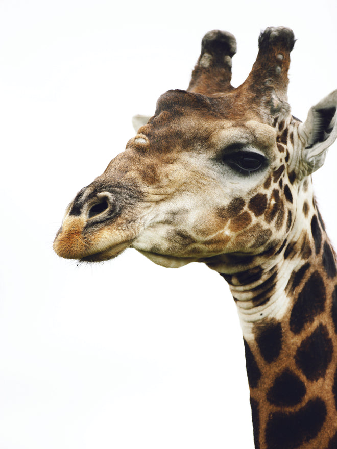 Spritzschutz - Giraffe - Nahaufnahme