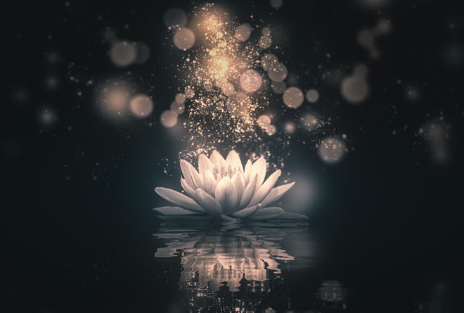 Spritzschutz - Goldene Lotusblüte auf dunklem Hintergrund