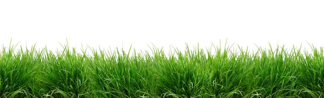 Spritzschutz - Lebendiges Grünes Gras Panoramabild