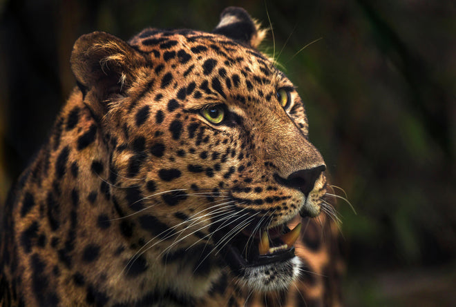 Spritzschutz - Majestätischer Amur-Leopard