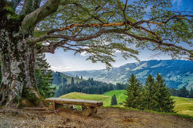 Spritzschutz - Malersche Bergpanorama mit alter Baum