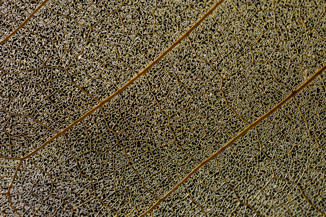 Spritzschutz - Nahaufnahme Blattstruktur mit Adern