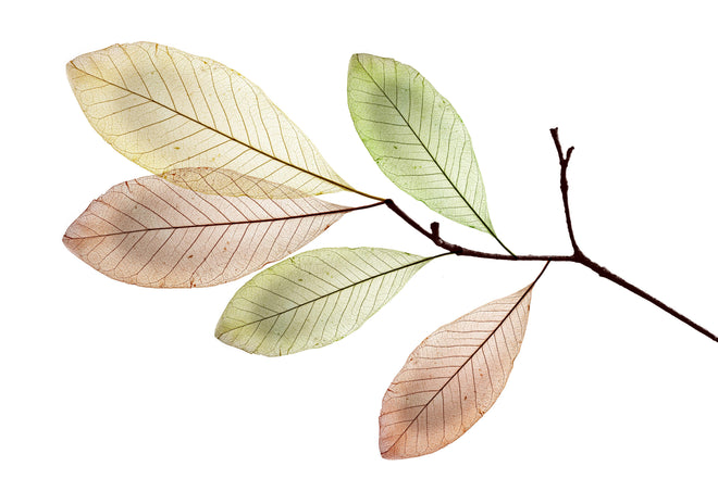 Spritzschutz - Natürliche Blattstruktur mit Adern und Texturen