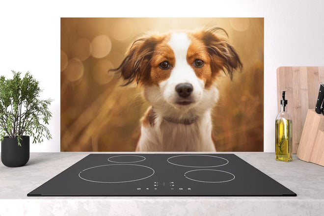 Spritzschutz - Portrait eines süßen Kooiker Hundes