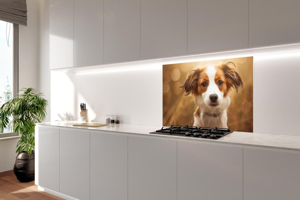 Spritzschutz - Portrait eines süßen Kooiker Hundes