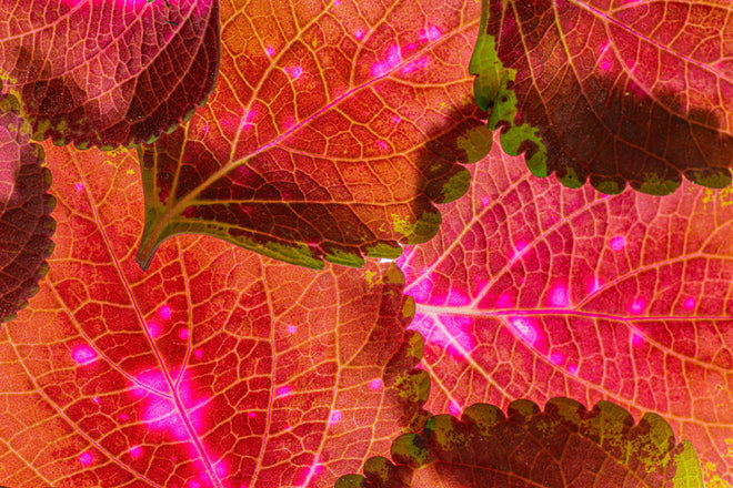 Spritzschutz - Rötliche Blätter im Detail