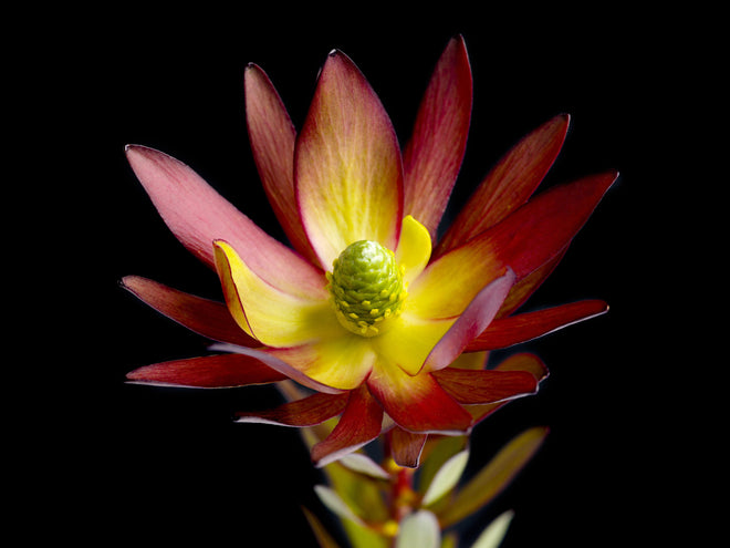 Spritzschutz - Rötliche aufblühende Lotosblume