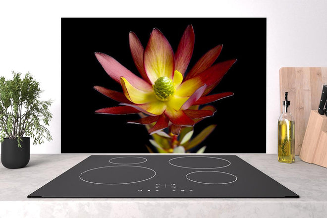 Spritzschutz - Rötliche aufblühende Lotosblume