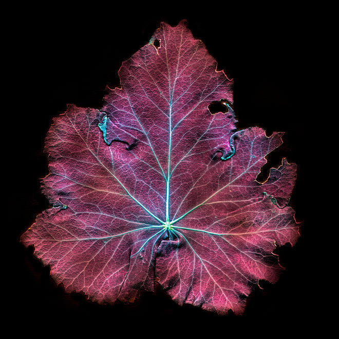 Spritzschutz - Rötliches Blatt auf schwarzem Hintergrund