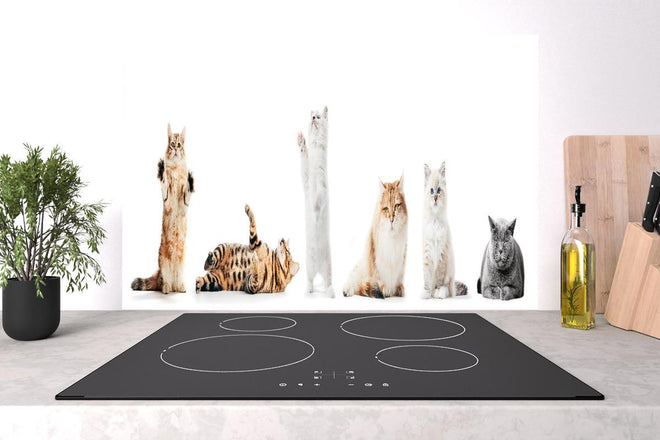 Spritzschutz - Sammlung reinrassiger Katzen auf Weiß