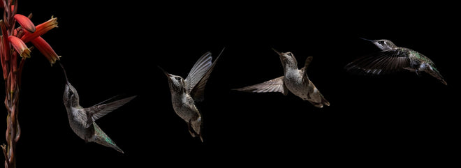 Spritzschutz - Schwarzkinnkolibri Vogel mit Schwarzem Hintergrund