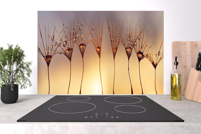 Spritzschutz - Wassertropfen auf Löwenzahnsamen