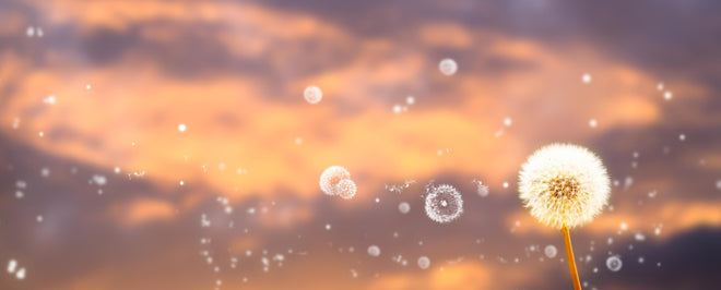 Spritzschutz - blütenstaub von pusteblumen in der abendsonne