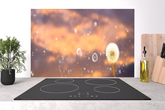 Spritzschutz - blütenstaub von pusteblumen in der abendsonne